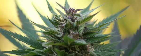 Marihuana Marihuana - Sputnik Mundo