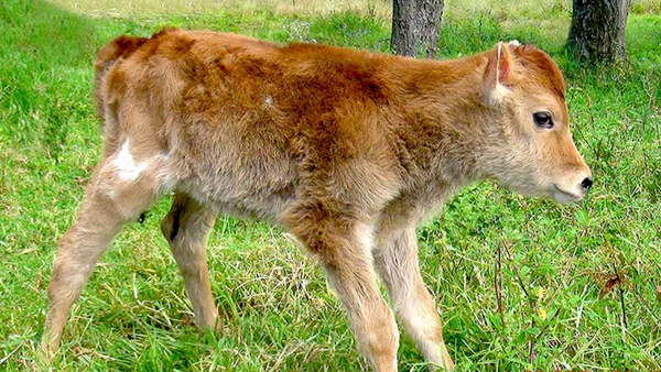 Vaca Alma C1, clonada en Perú - Sputnik Mundo