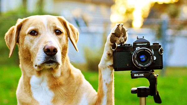 A dog and a camera - Sputnik Mundo