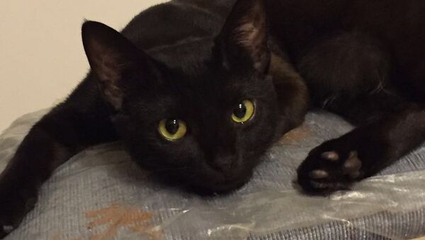 Gato negro piensa cómo destruir una casa - Sputnik Mundo