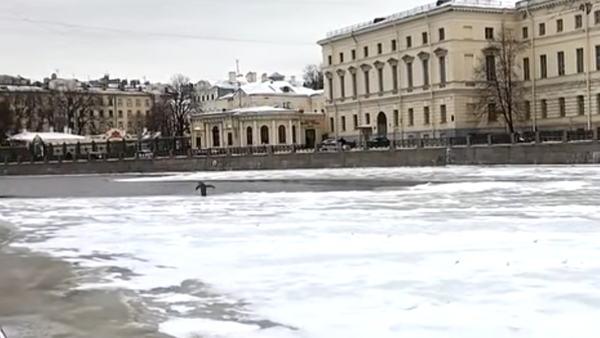 Un misterioso pingüino 'se cuela' en San Petersburgo - Sputnik Mundo