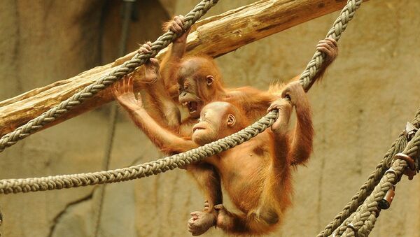 Un orangután - Sputnik Mundo