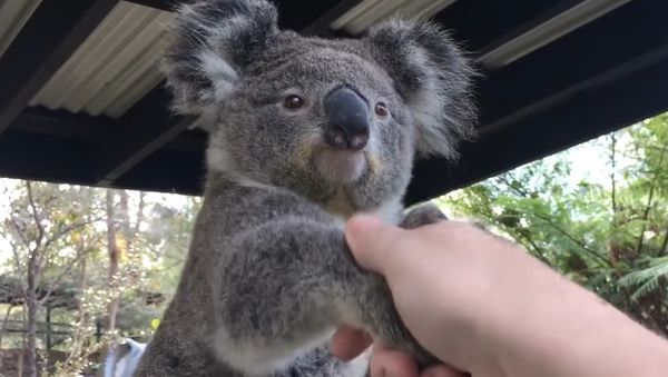 Un koala saluda a una persona - Sputnik Mundo