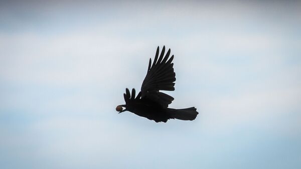 Un cuervo volando (imagen referencial) - Sputnik Mundo
