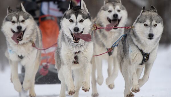 Los principales protagonistas de las competencias en trineos de perros 'Carrera Navideña 2017'. Novosibirsk, Rusia, 7 de enero de 2017. - Sputnik Mundo
