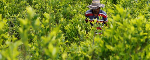 Cultivación de coca Cultivación de coca - Sputnik Mundo