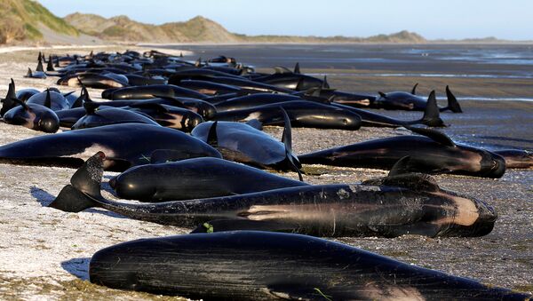 Algunos de los centenares de ballenas varadas en Golden Bay, en la parte superior de la Isla del Sur de Nueva Zelanda - Sputnik Mundo