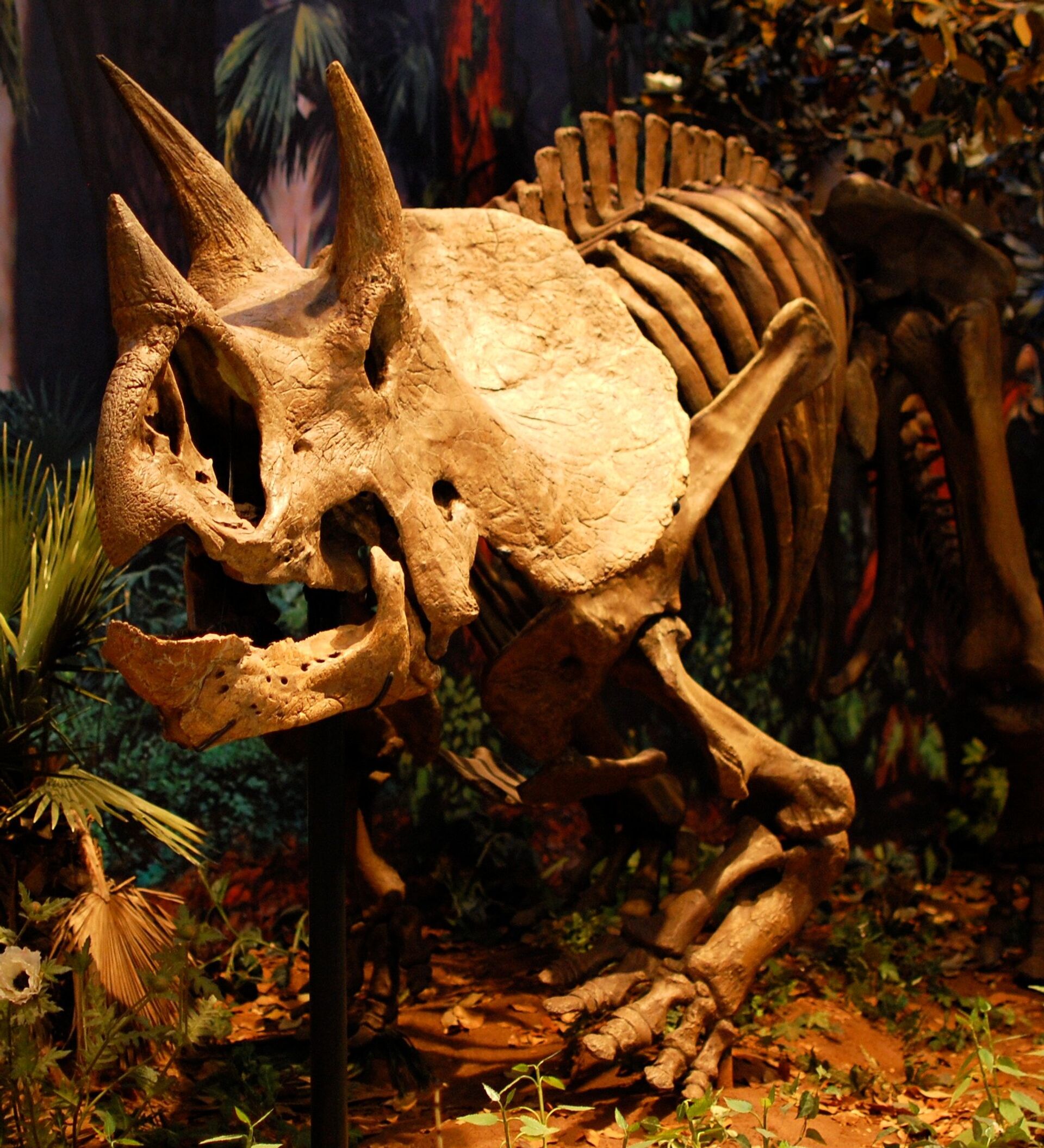 Paleontólogos recuperan en EEUU casi un tercio de dinosaurio de 68 millones de años , Sputnik Mundo Paleontólogos recuperan en EEUU casi un tercio de dinosaurio de 68 millones de años , Sputnik Mundo