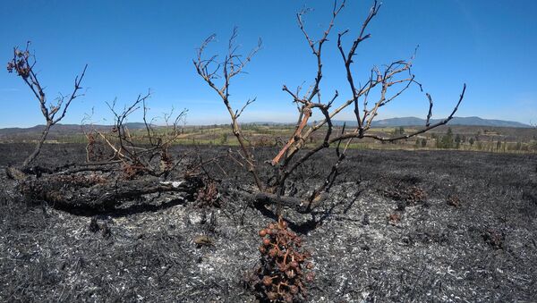 Consecuencias de incendios forestales en Chile - Sputnik Mundo