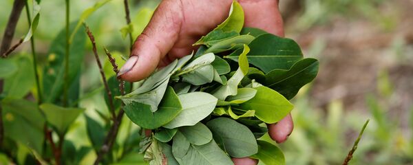 Planta de coca Planta de coca - Sputnik Mundo