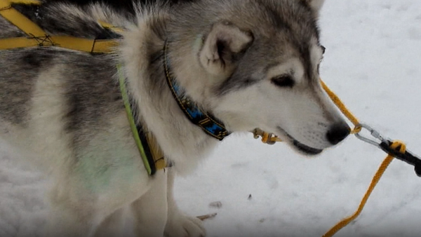 El lago Baikal acoge espectacular carrera de huskies en trineos - Sputnik Mundo