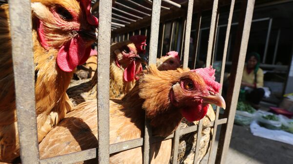 Chickens are seen in a livestock market before the market asked to stop trading on March 1 in prevention of bird flu transmission, in Kunming, Yunnan province, China - Sputnik Mundo