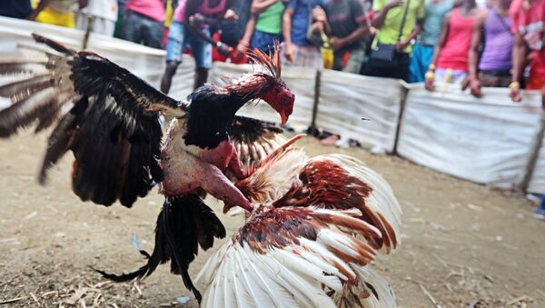 Las peleas de gallos en Cuba - Sputnik Mundo