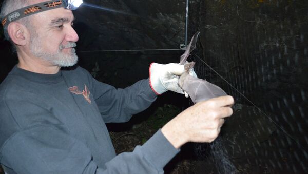 El doctor Rodrigo Medellín sostiene un murciélago - Sputnik Mundo