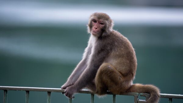 A macaque monkey sits on a fence in a country park in Hong Kong. - Sputnik Mundo