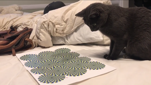 Una ilusión óptica vuelve loco a un gato - Sputnik Mundo