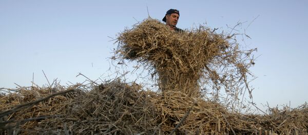 Cosecha de soja en Argentina (archivo) Cosecha de soja en Argentina (archivo) - Sputnik Mundo