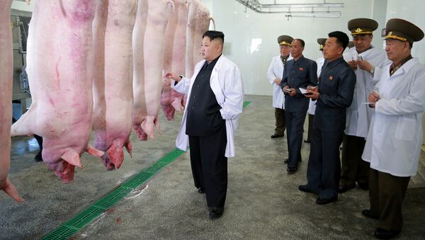 Kim Jong-un durante la visita a la granja porcina del Ejército Popular norcoreano - Sputnik Mundo