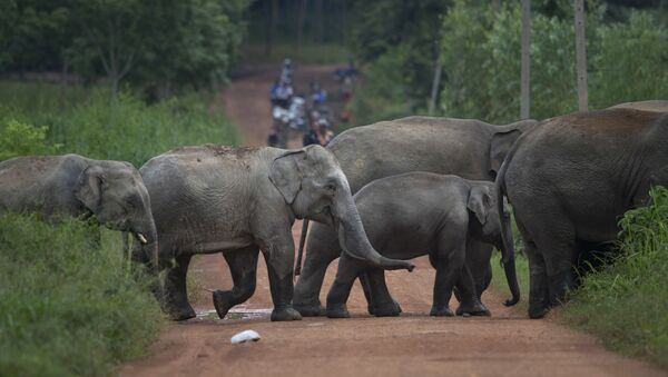 Elefantes salvajes en Tailandia - Sputnik Mundo