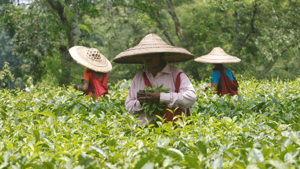 Trabajadores del jardín de té en la India - Sputnik Mundo