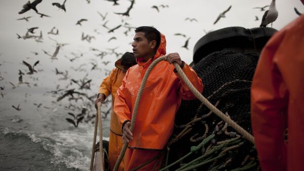 Pescadores de la industria pesquera holandesa (imagen referencial) - Sputnik Mundo