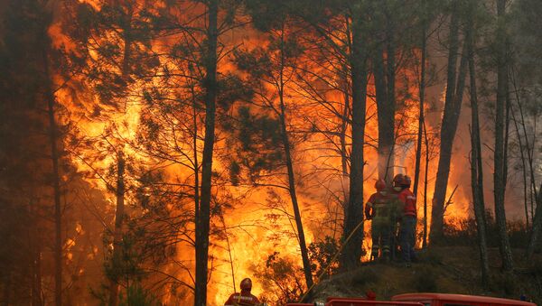 Incendios forestales en Portugal, junio de 2017 - Sputnik Mundo