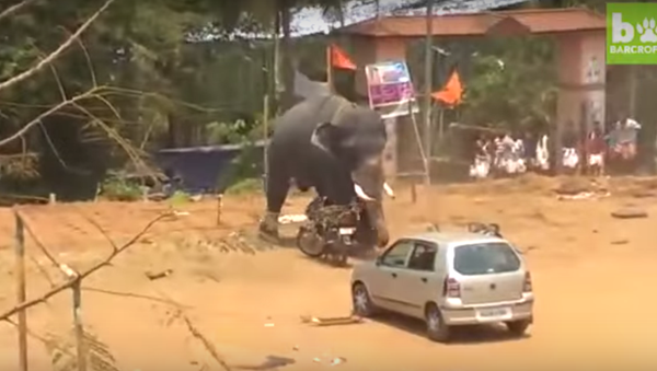 Un elefante enfurecido arma un lío en la India - Sputnik Mundo