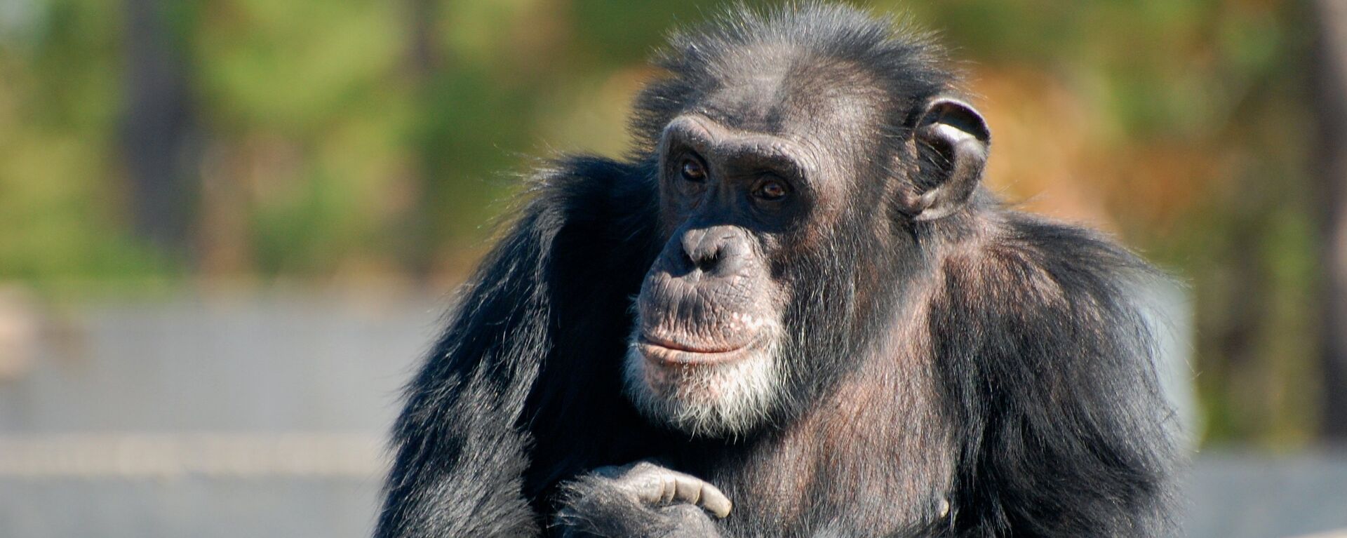 Un chimpancé - Sputnik Mundo, 1920, 08.02.2022