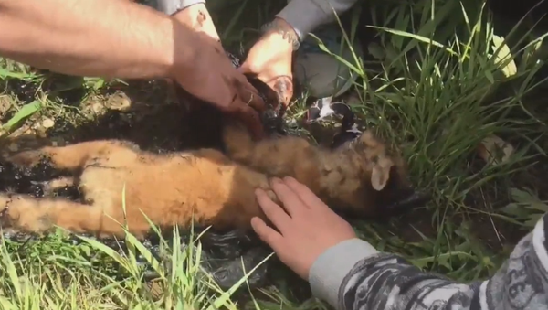 Salvan la vida de una cría de zorro atascada en un charco de betún - Sputnik Mundo