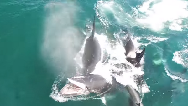 Un grupo de orcas acaba con una ballena de 12 metros en Kamchatka - Sputnik Mundo