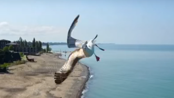 Una audaz gaviota evita colisionar con un dron gracias a una increíble maniobra - Sputnik Mundo