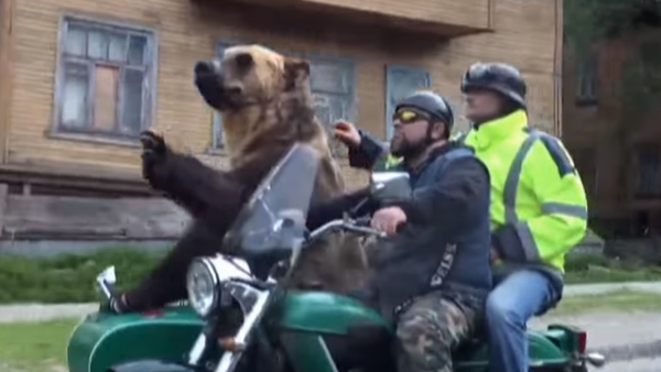 Mientras tanto, en Rusia: un oso pasea en sidecar por las calles de Arjánguelsk - Sputnik Mundo