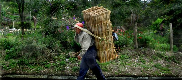 Un campesino colombiano (archivo) Un campesino colombiano (archivo) - Sputnik Mundo