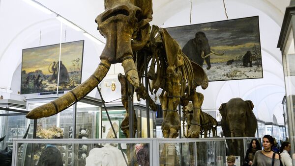 El esqueleto de mamut en un museo (imagen referencial) - Sputnik Mundo
