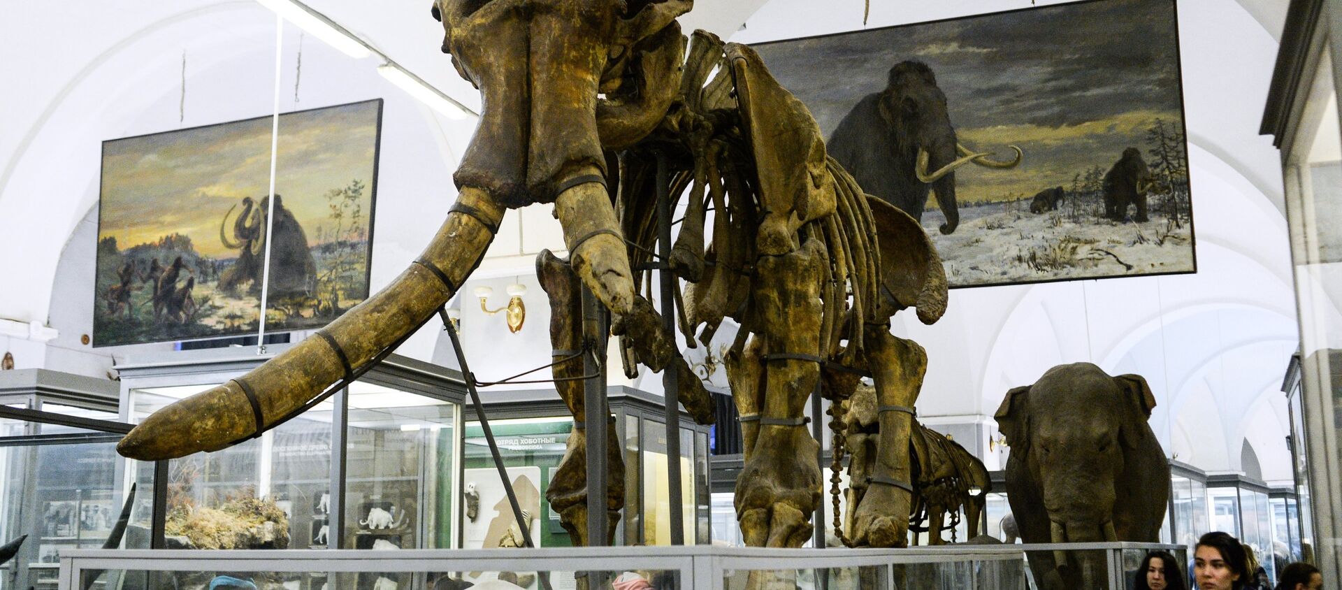 El esqueleto de mamut en un museo (imagen referencial) - Sputnik Mundo, 1920, 05.10.2020