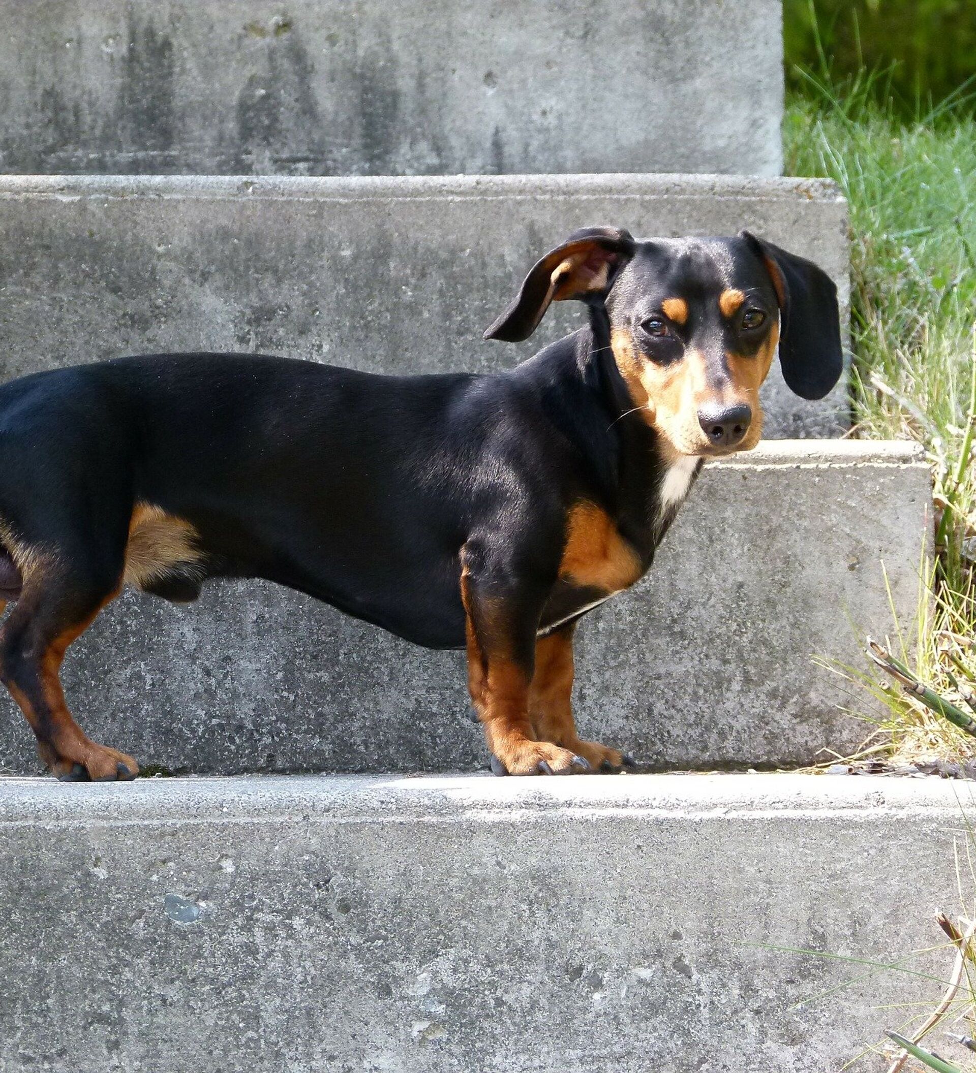 Mi perro salchicha (de rescate) es realmente un perro salchicha? Sus  piernas son muy largas. : r/Dachshund