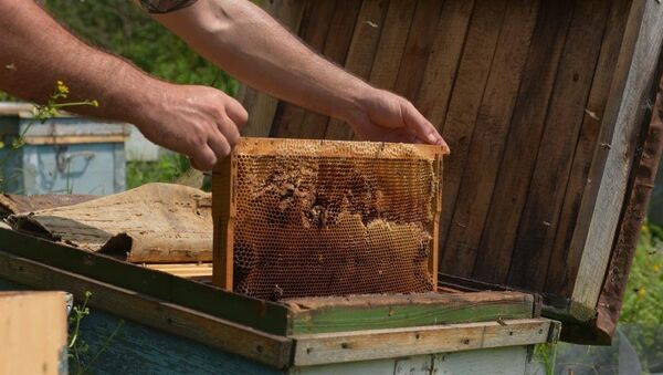 Un apicultor toma un marco con una colmena llena de miel (archivo) - Sputnik Mundo