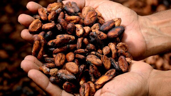 Cacao (imagen referencial) - Sputnik Mundo