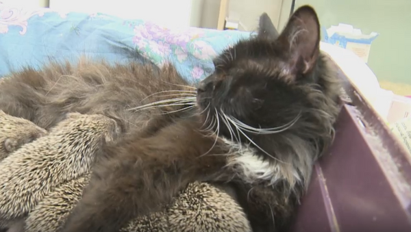 La gata Musia que salvó a unos erizos bebé - Sputnik Mundo
