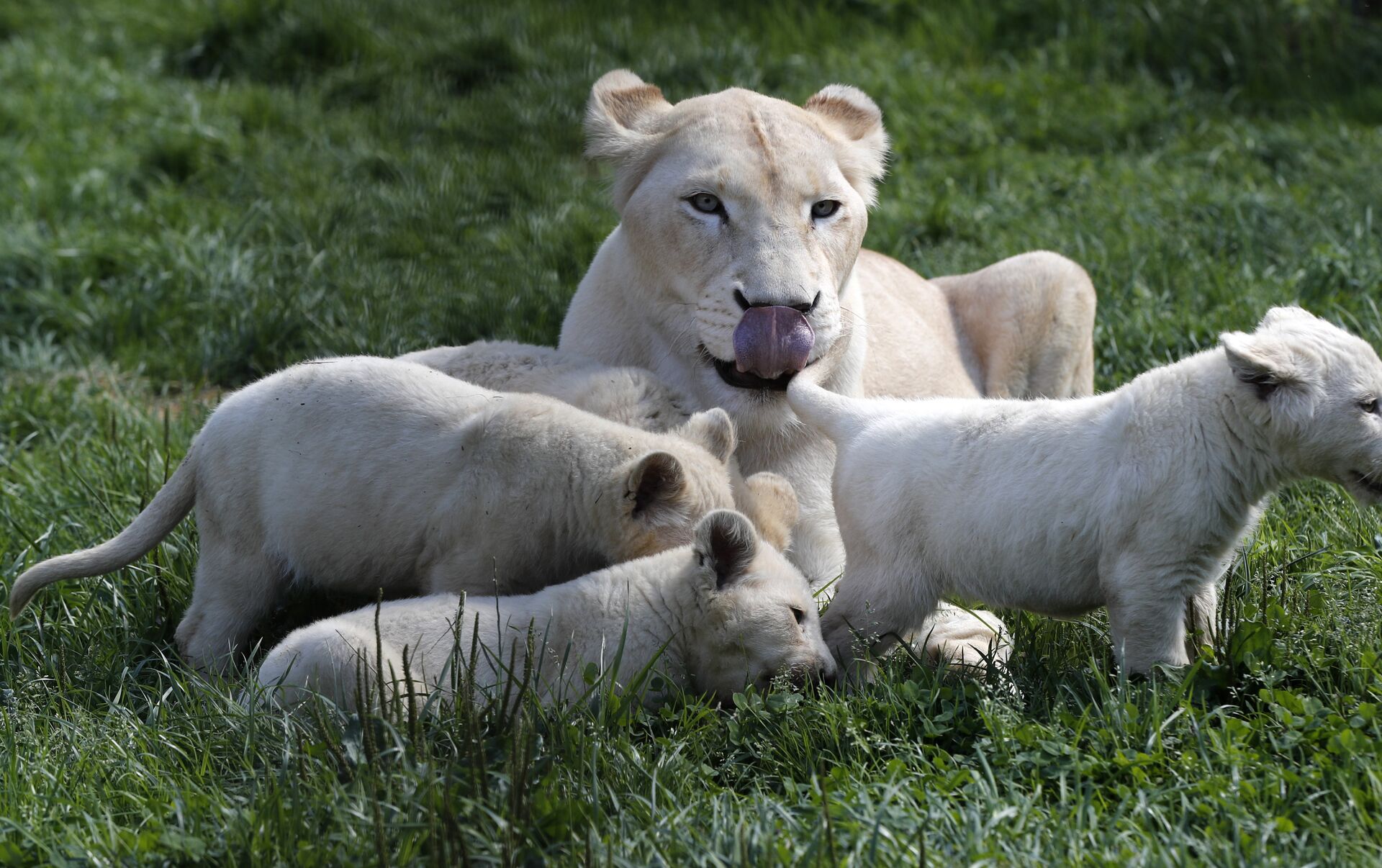 Milagro en un zoo checo: nacen cinco leones blancos a la vez ,  Sputnik Mundo
