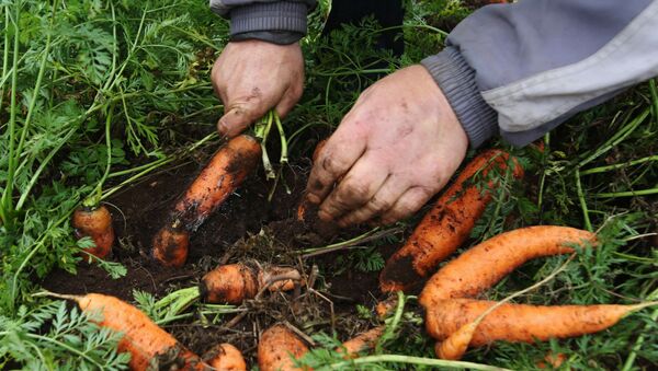 Una persona cultiva zanahorias en Bielorrusia (archivo) - Sputnik Mundo