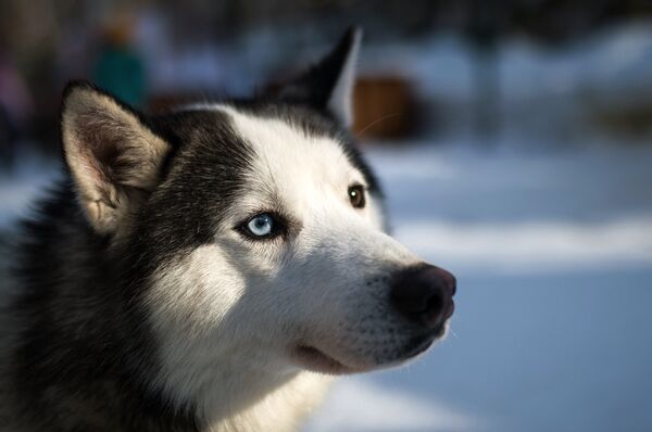 Un husky siberiano Un husky siberiano - Sputnik Mundo