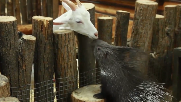 La increíble relación entre un puercoespín y una cabra en el zoológico de la ciudad de Ufá - Sputnik Mundo