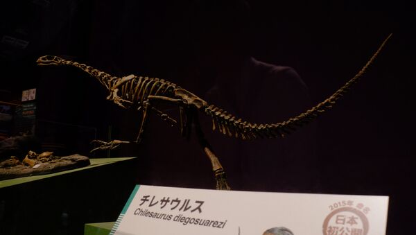Esqueleto de un Chilesaurus Diegosuarezi (imagen referencial) - Sputnik Mundo