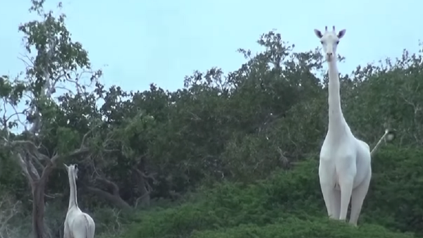 Graban por primera vez a unas jirafas albinas en Kenia - Sputnik Mundo