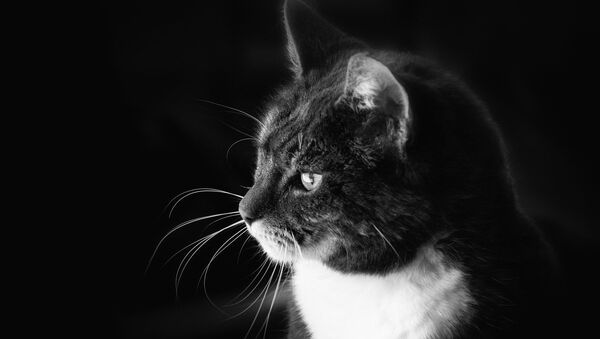 Un gato en blanco y negro - Sputnik Mundo