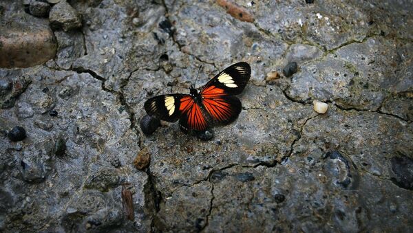 Una mariposa en la piedra, una especie en peligro de extinción - Sputnik Mundo