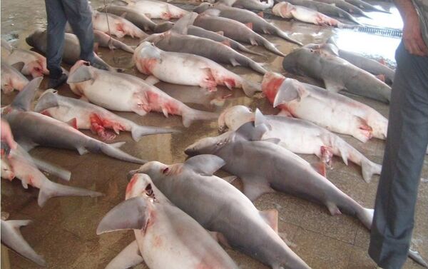 Tiburones en un mercado en Siria - Sputnik Mundo