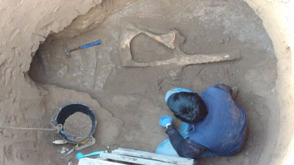 Encuentran el fósil de un Panochthus mientras cavaban un pozo en el terreno de una casa en Argentina - Sputnik Mundo