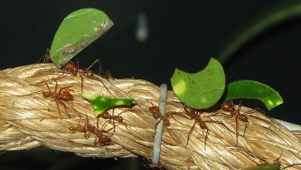 Hormigas cortadoras de hojas - Sputnik Mundo